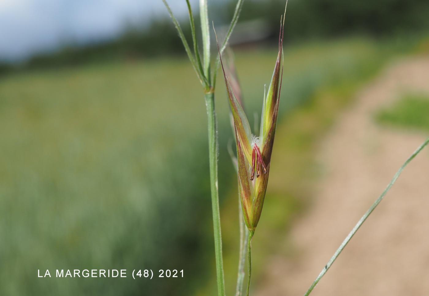 Oat Grass, Bulbous flower